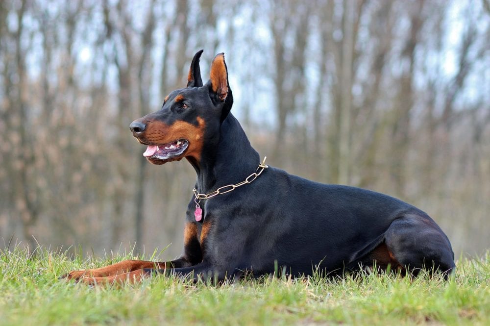 Doberman sitting on the grass