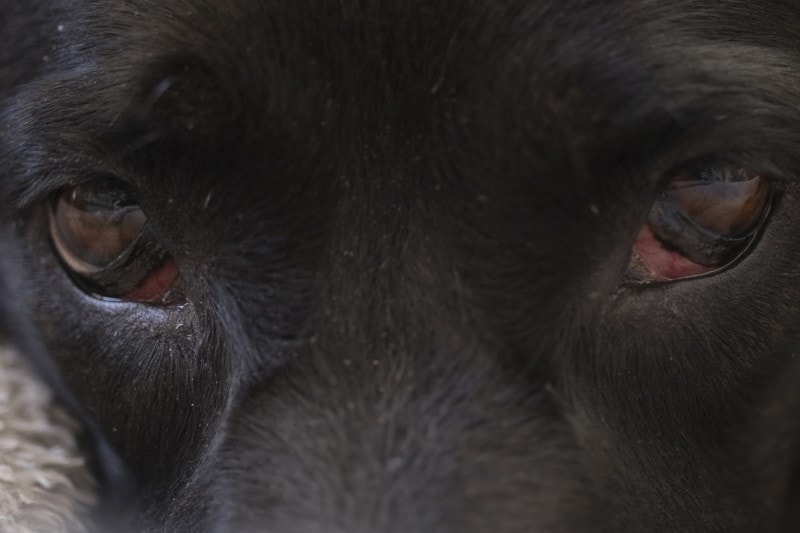Doberman with a third eyelid closeuo shot