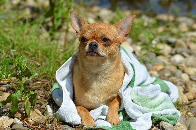 Dog Bath