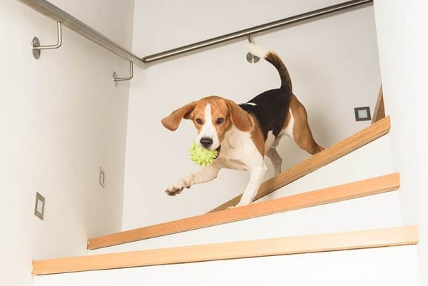 Dog Beagle running down the stairs with a green ball