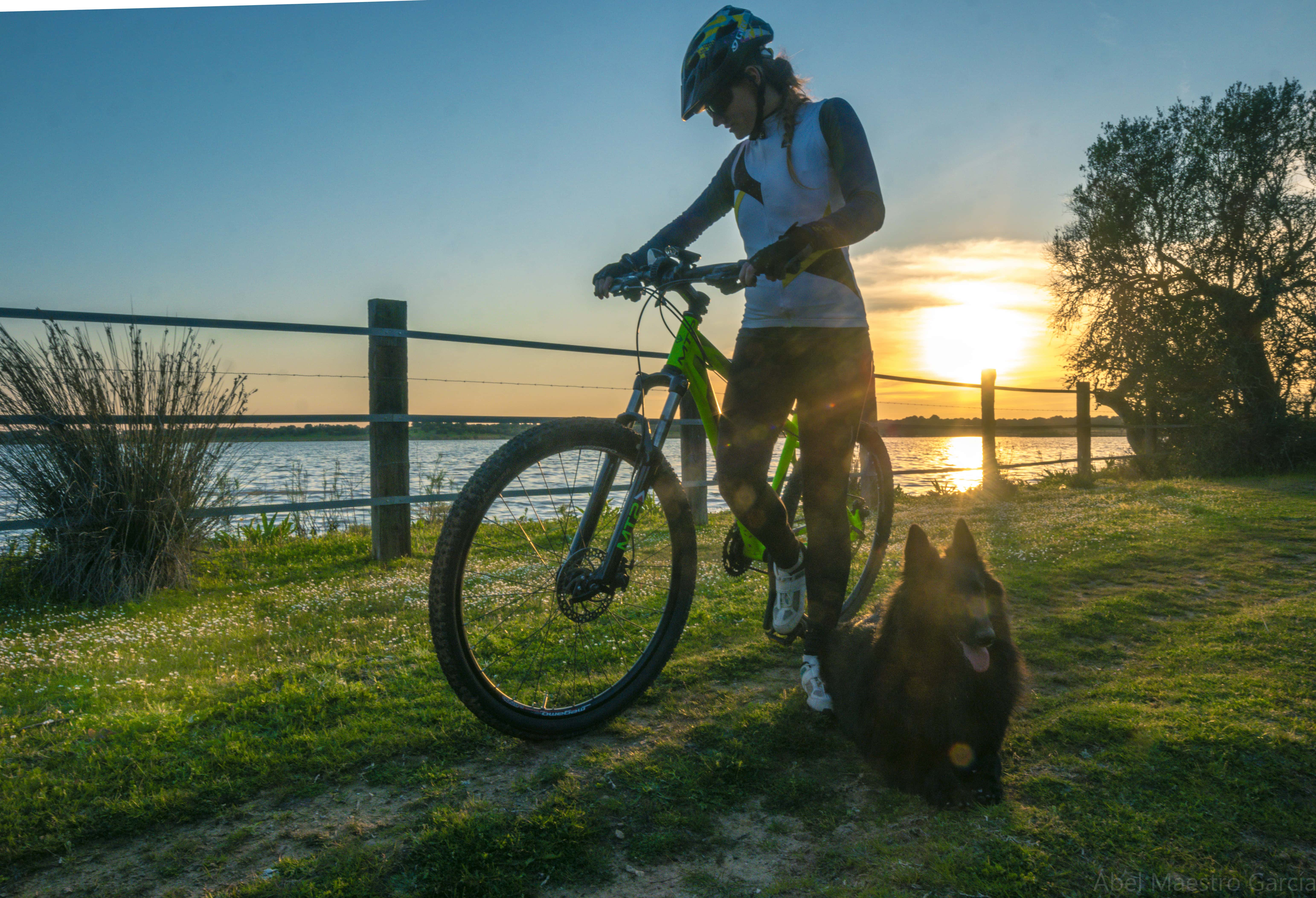 Dog Bike