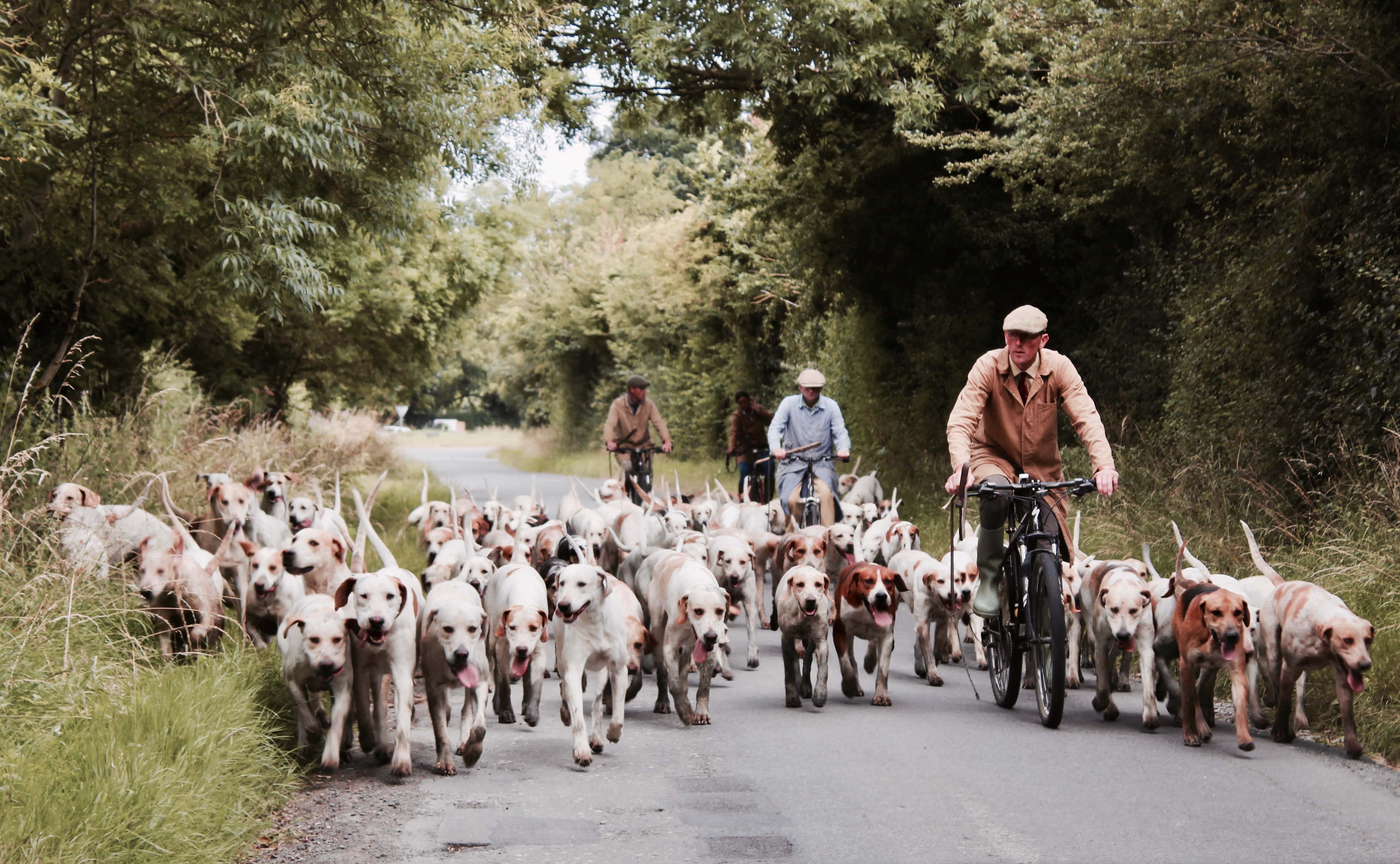 Dog Bike
