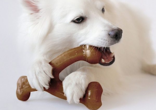 Dog Biting Benebone