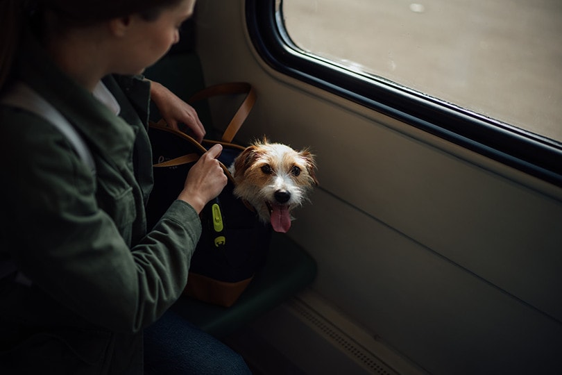 Dog Carrier