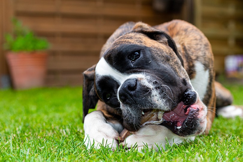 Dog Eating Treat