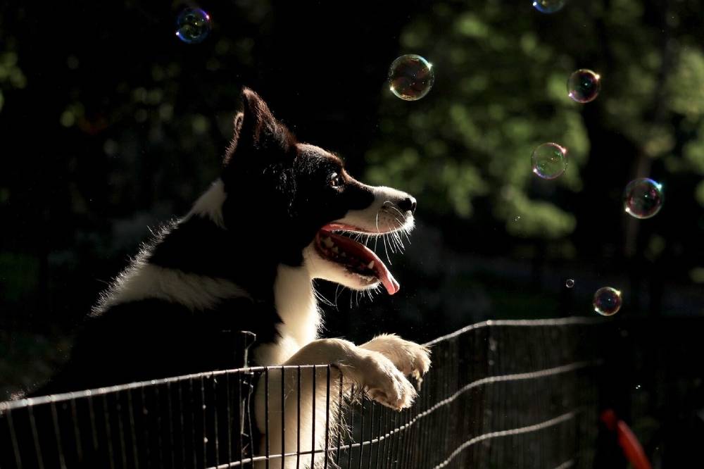 Dog Fence