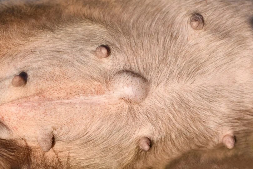 Dog Hernia