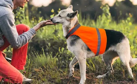 Dog Hunting Vest Blaze Orange