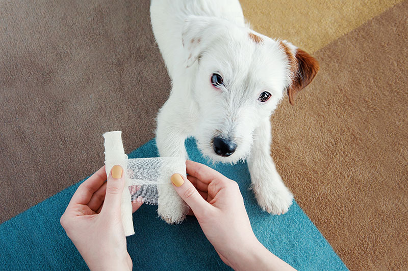 Dog Jack Russel Terrier getting bandage after injury on his leg