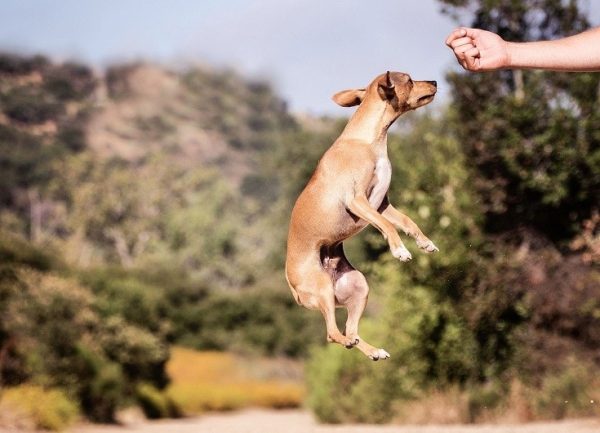 dog jumping