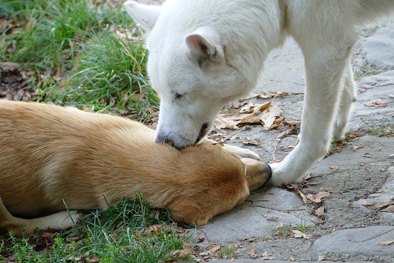 Dog Lick Dog