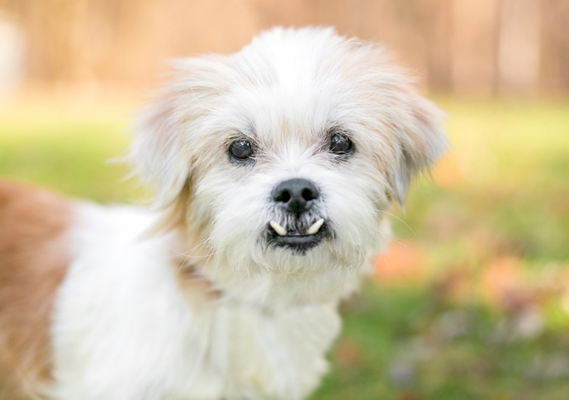 Dog Malocclusion Teeth