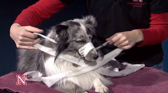 Dog Muzzle Using Gauze