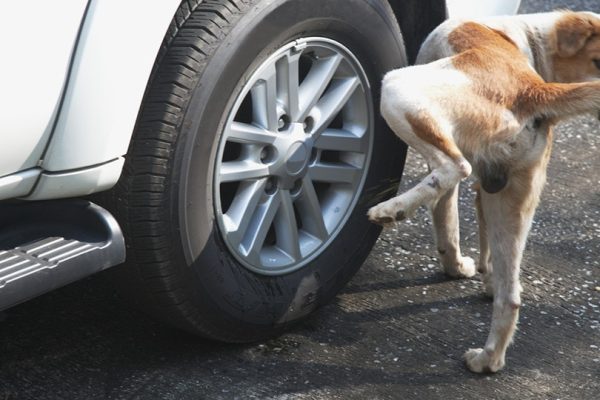 Dog Pee Tire