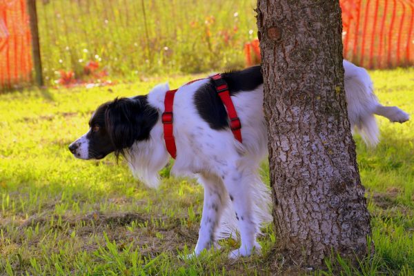 Dog Pee on the tree