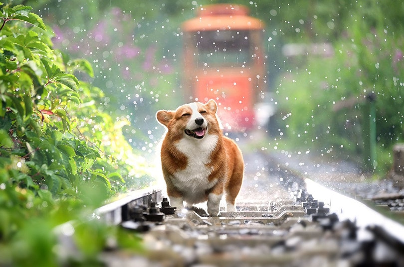 Dog Playing in The Rain