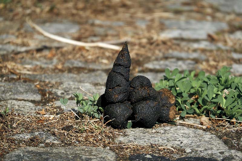 Dog Poo