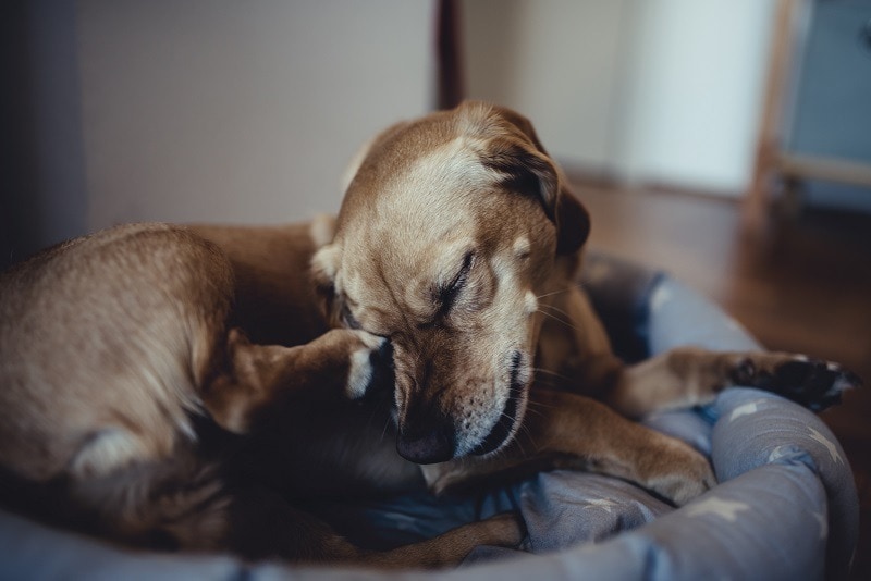 dog scratching itself