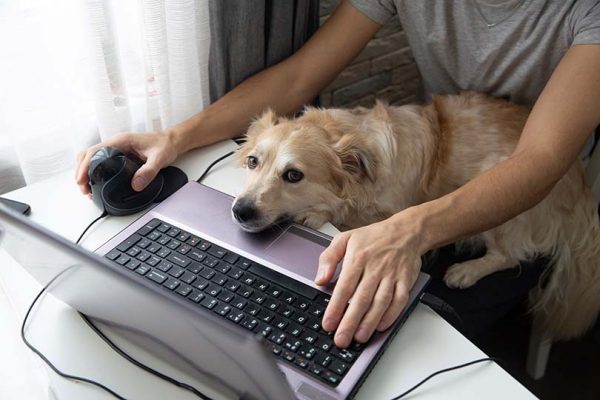 Dog Sitting on Lap