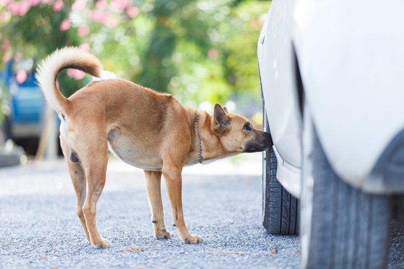 Dog Smelling Tires