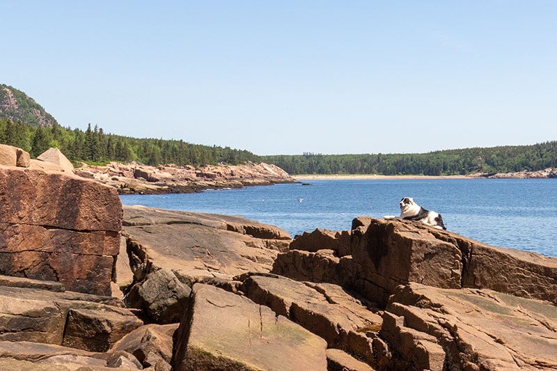 Dog at Acadia Park on Rocks