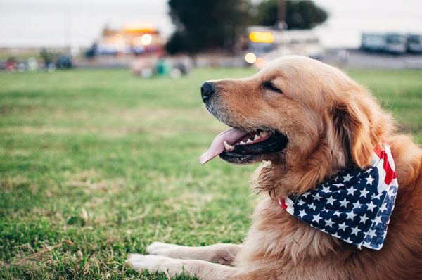 Dog wearing bandana