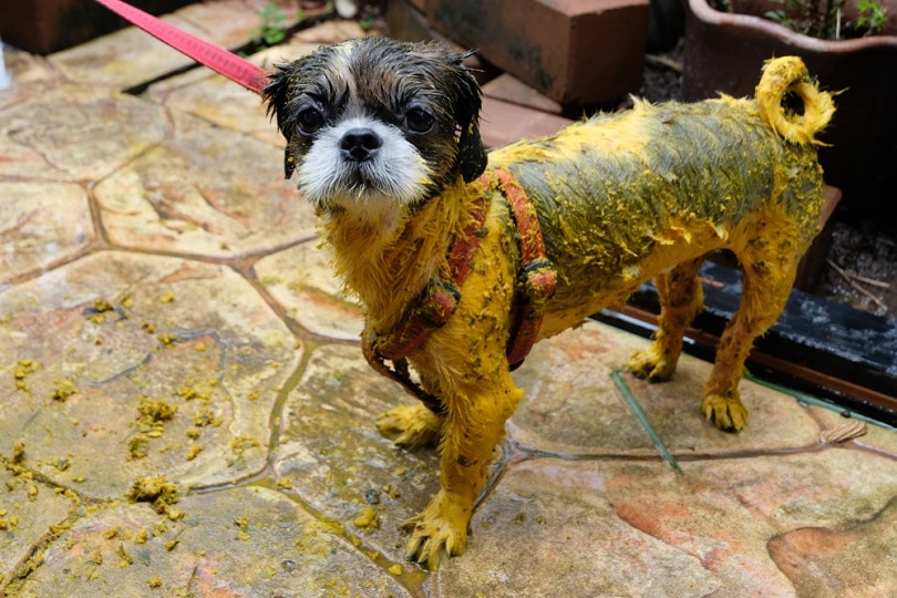 Dog-bath-Using-turmeric_Kawitsara_shutterstock