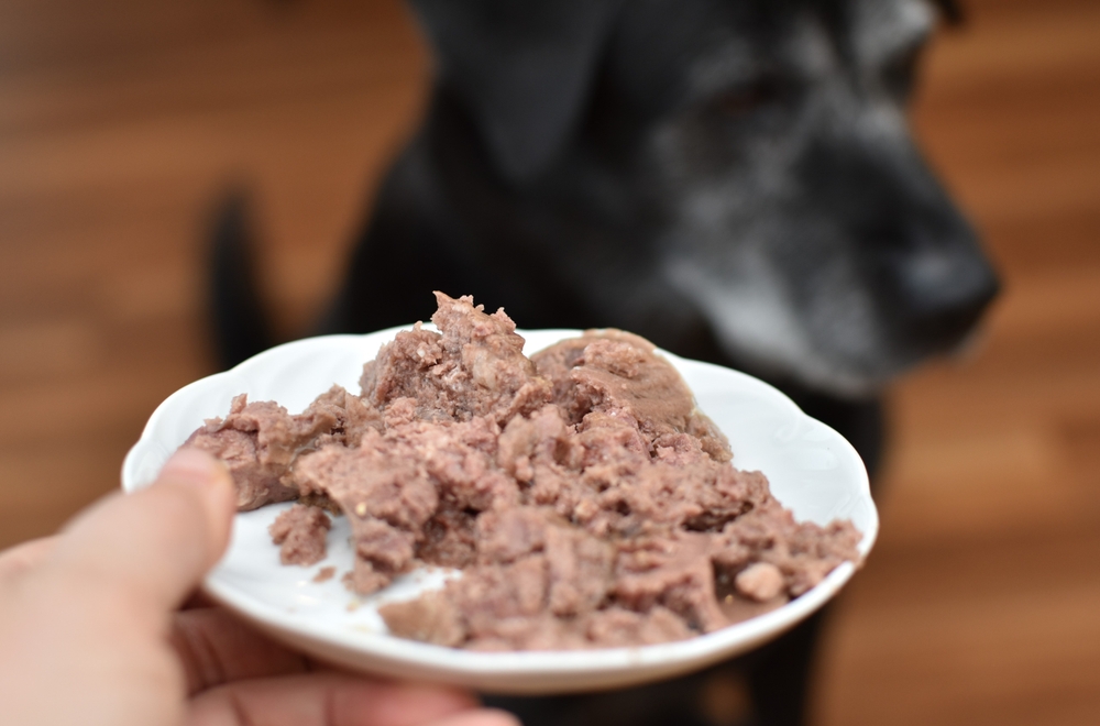 Dog being given canned food on a plate