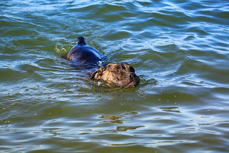 Dog breed Cane Corso swims in the water