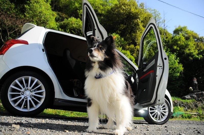 dog car travel