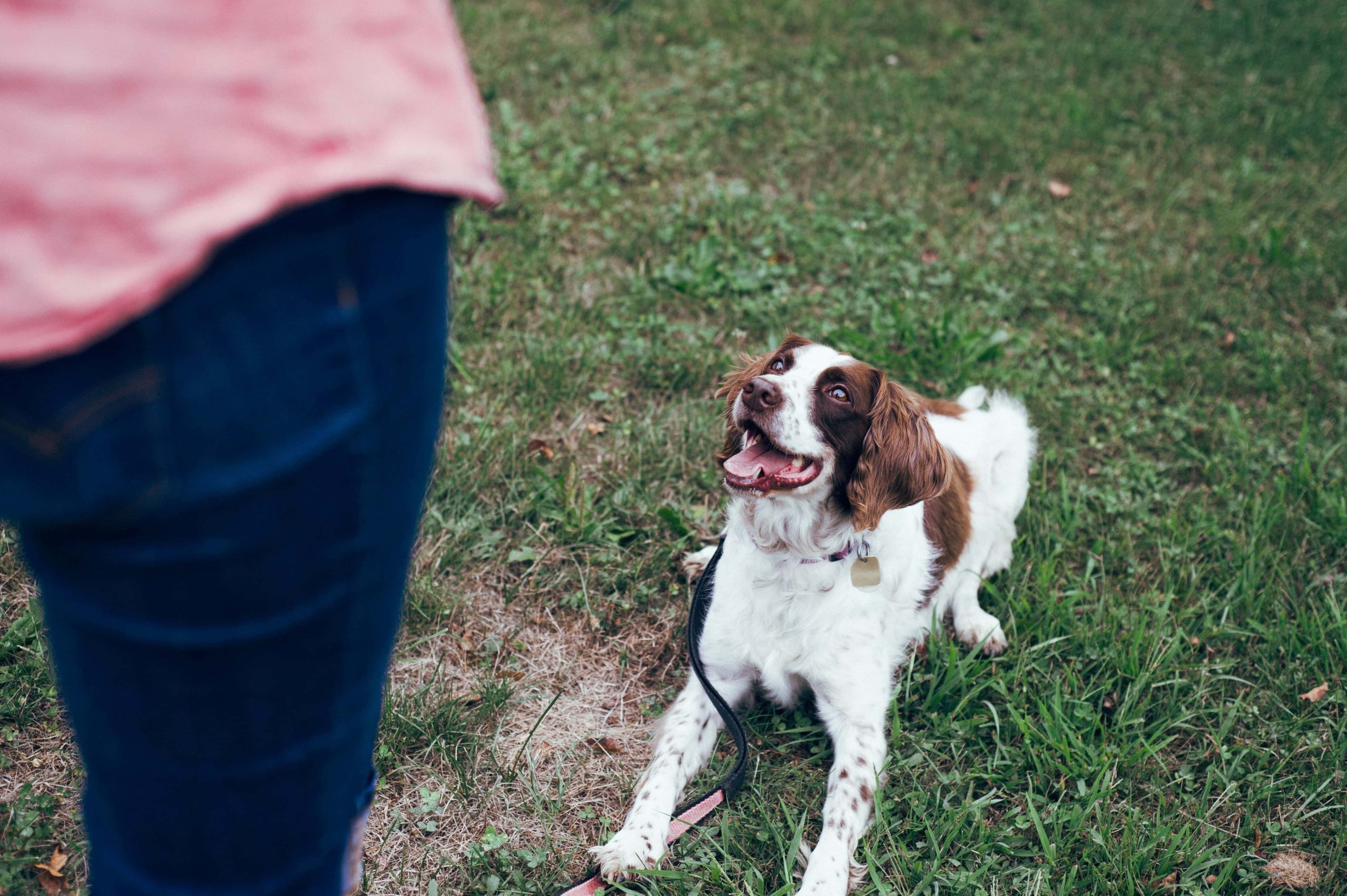 Dog consistent training