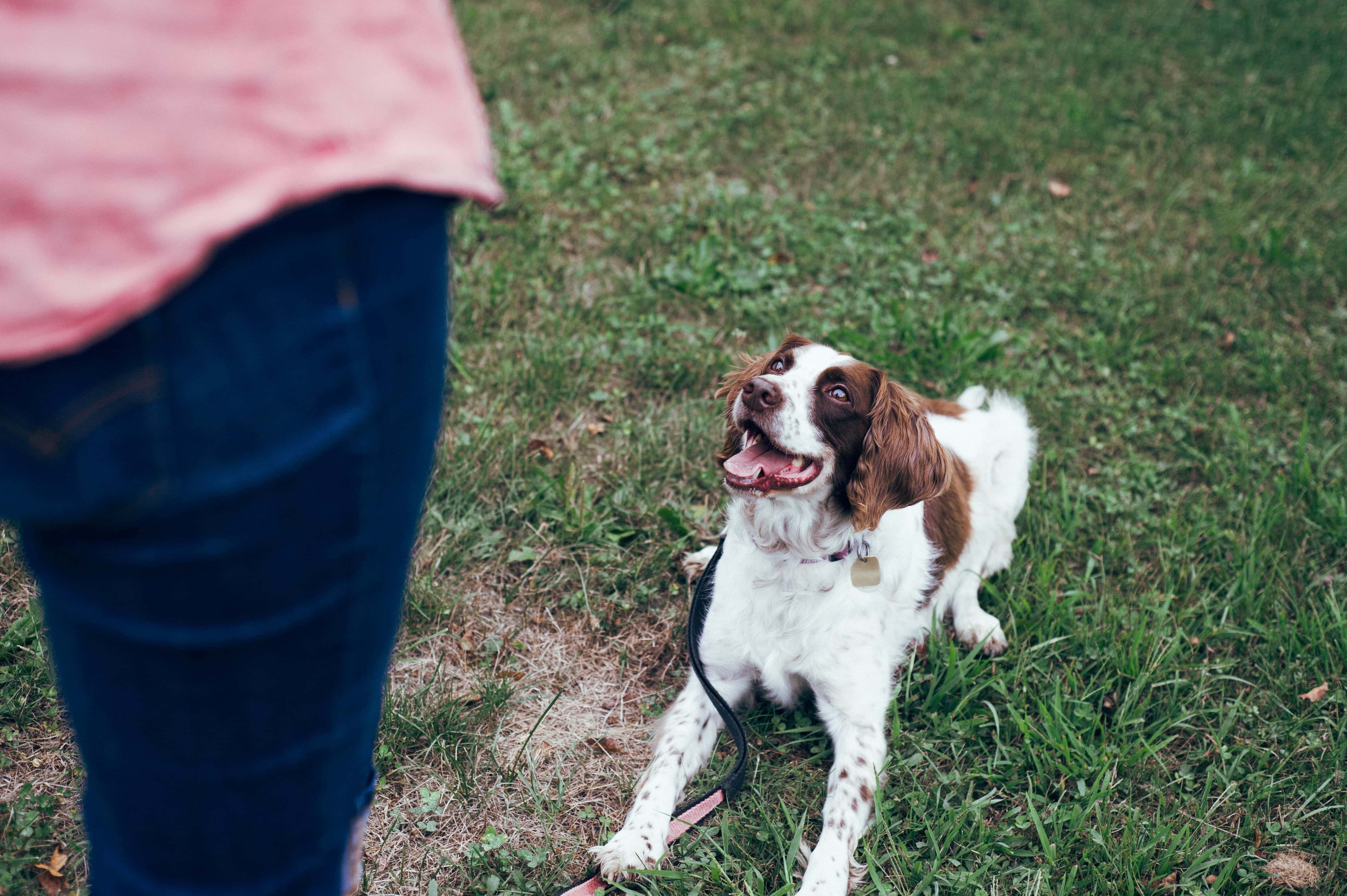 Dog consistent training