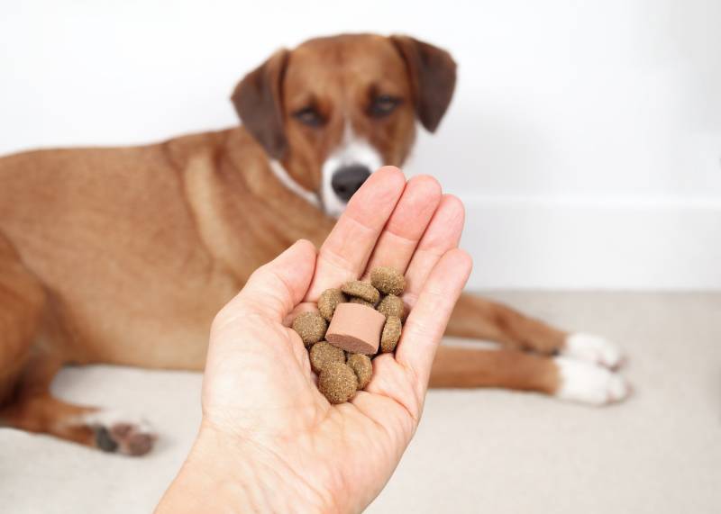 Dog dewormer with food in hand of vet