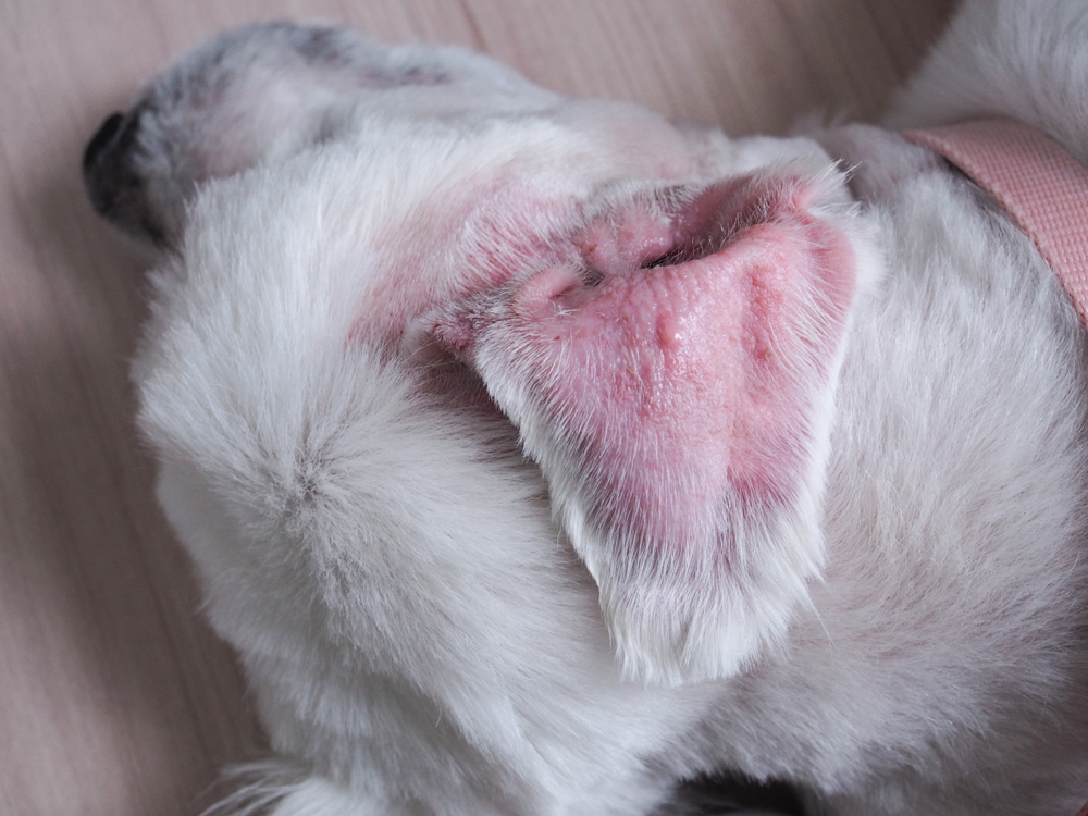 Dog ears with broken capillaries Ear swelling and illness due to scratching caused by fungus or yeast