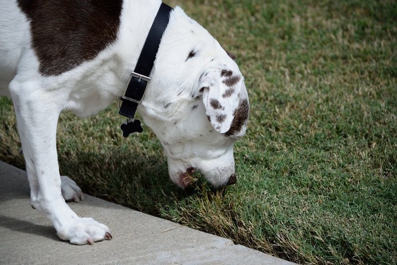 Dog eating grass