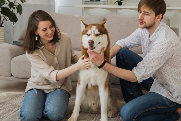 Dog getting a massage