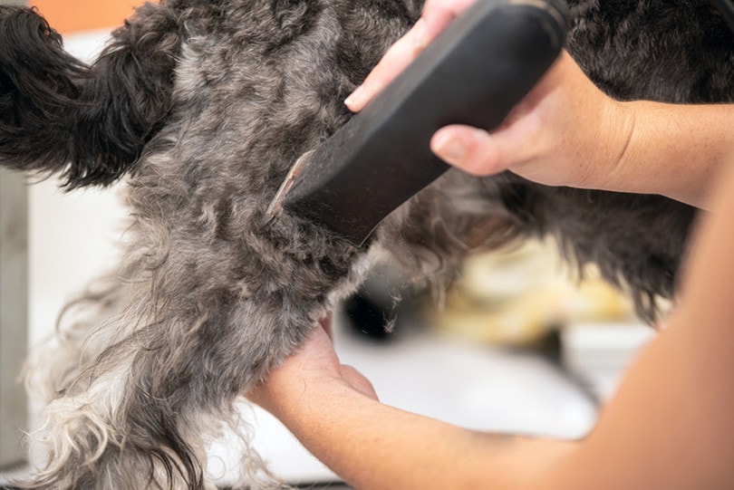 Dog hairclip