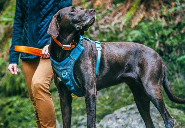Dog harness