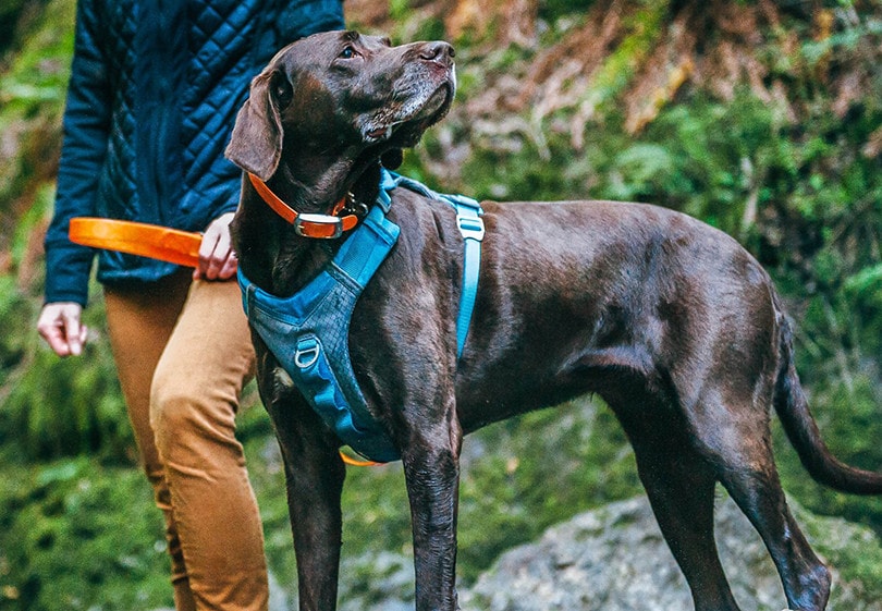 Dog harness