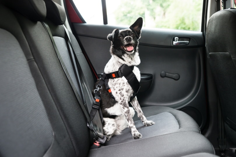 Dog in a car with seat belt restraint gear