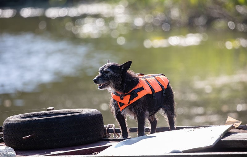 Dog in a life jacket waiting for a boat