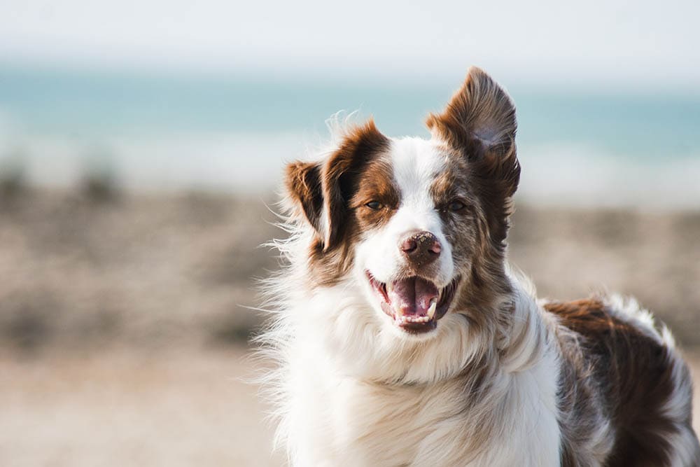 Dog Friendly Beaches In Marin County