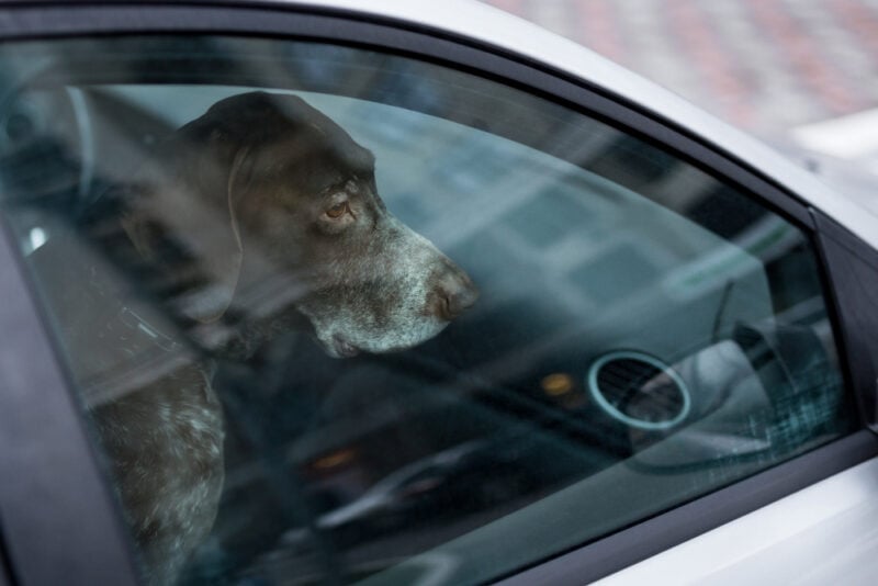 Dog inside a car