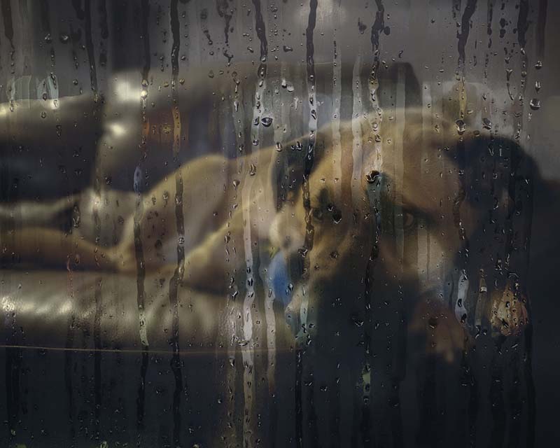 Dog laying down waiting for the rain