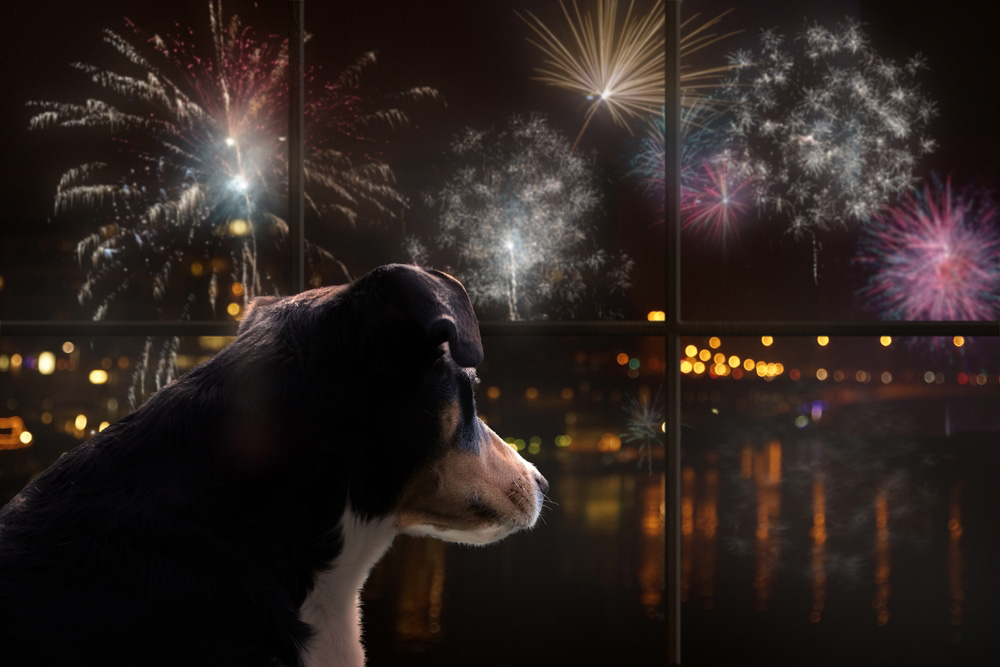 dog looking out the window and watching the fireworks