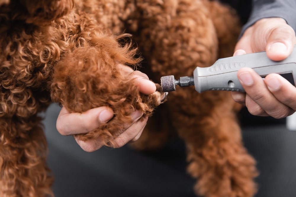 Dog nail grinder