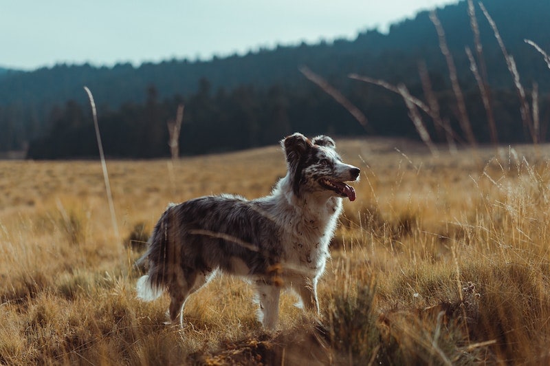Dog near the mountains