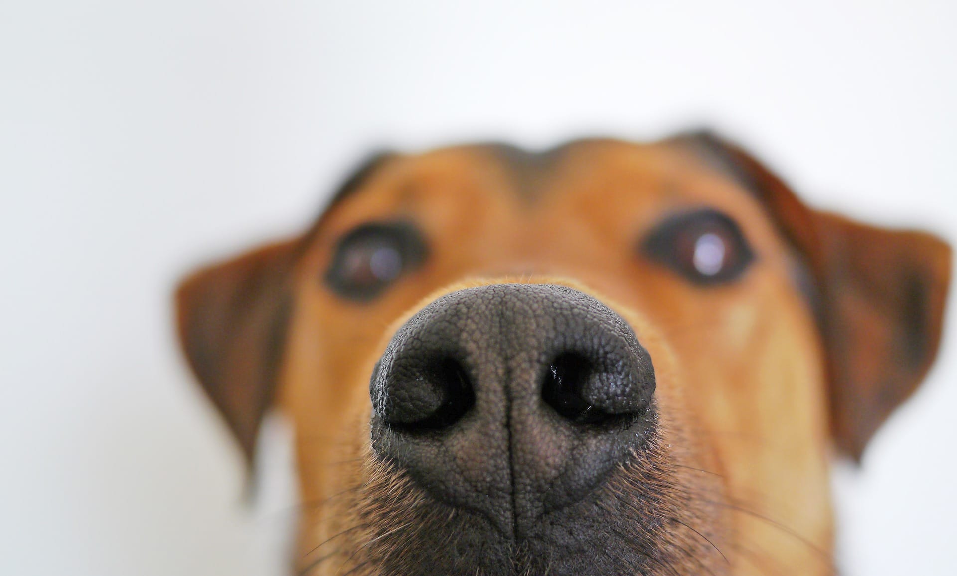 Dog nose