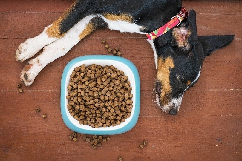 Dog not eating