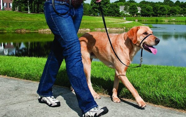 Dog on leash